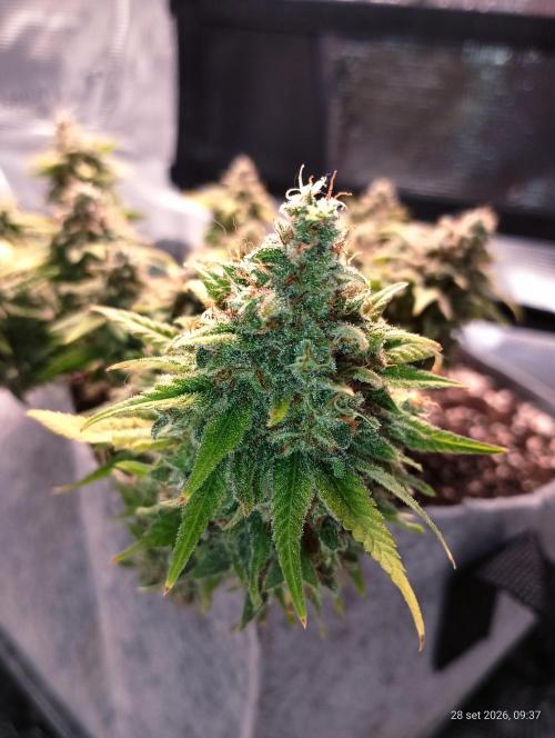 Mendo Breath B'F. Week 19