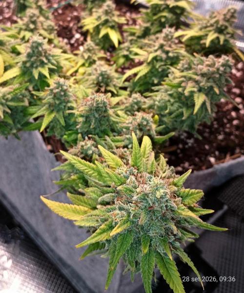 Mendo Breath B'F. Week 19