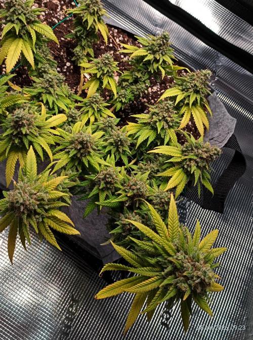 Mendo Breath B'F. Week 19