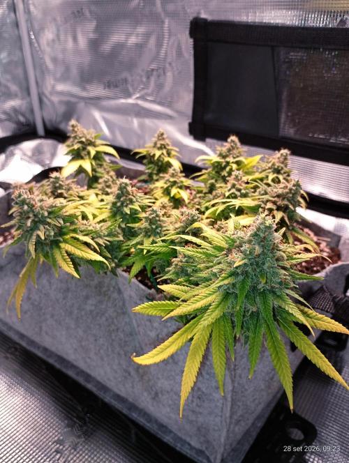 Mendo Breath B'F. Week 19