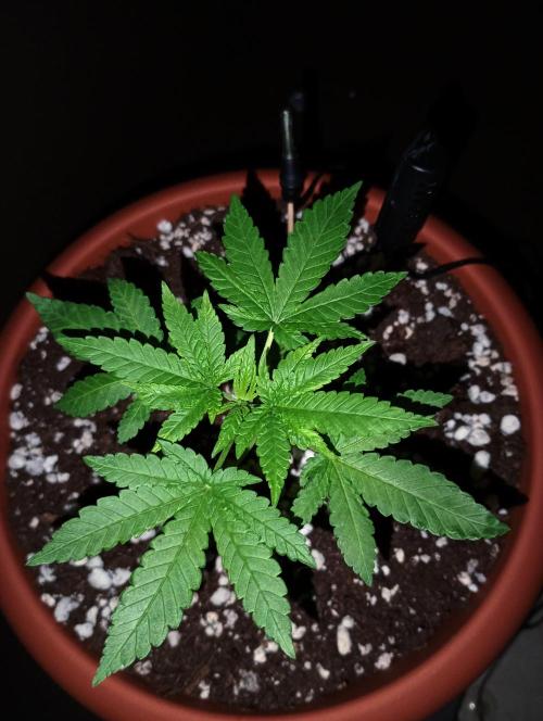 Mendo Breath B'F. Week 3