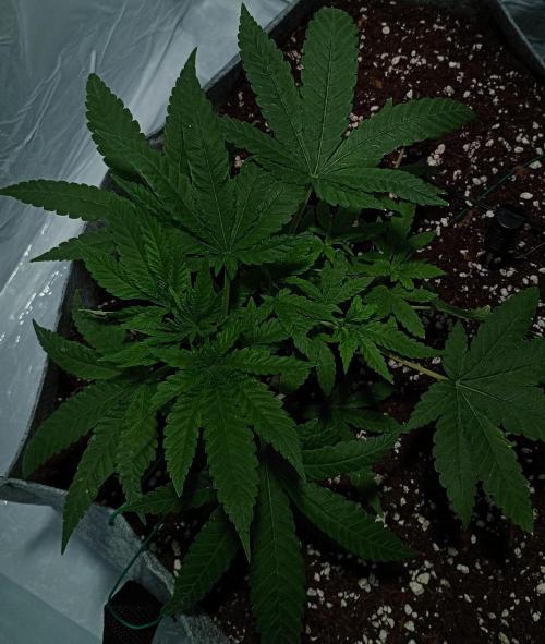 Mendo Breath B'F. Week 4