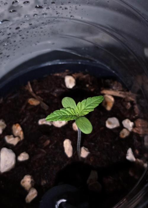 Mendo Breath B'F. Week 1