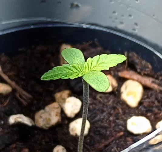 Mendo Breath B'F. Week 1
