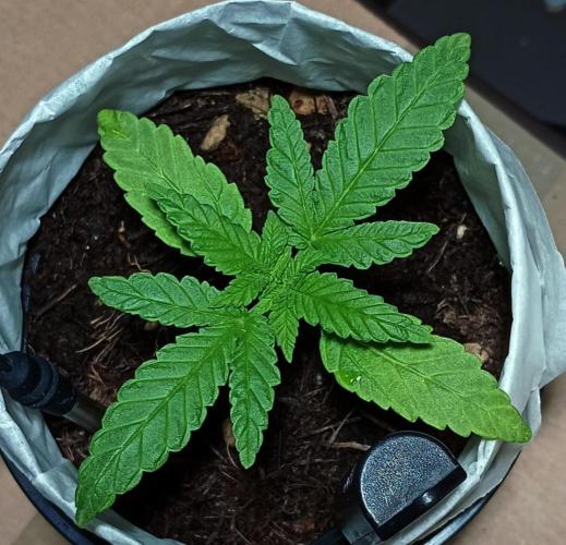 Mendo Breath. Week 2