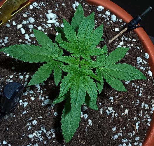 Mendo Breath B'F. Week 3
