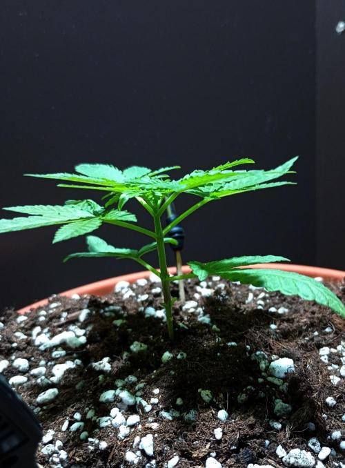 Mendo Breath. Week 3