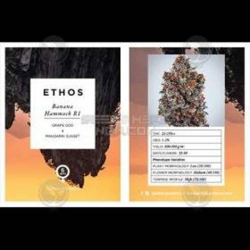 Banana Hammock grow diary (journal) week1 by ForrestGreens GrowDiaries