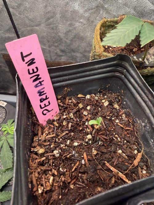 June Mix - 4 Strains. Week 0 - Starting to show up!