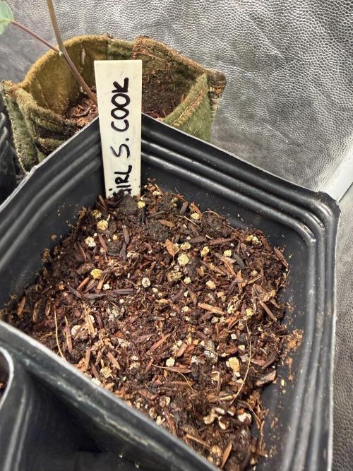 June Mix - 4 Strains. Week 0 - Starting to show up!