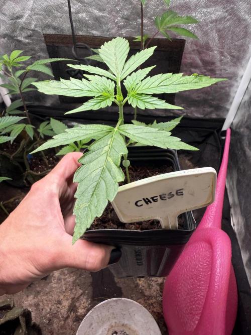 June Mix - 4 Strains. Week 2 - Original Cheese