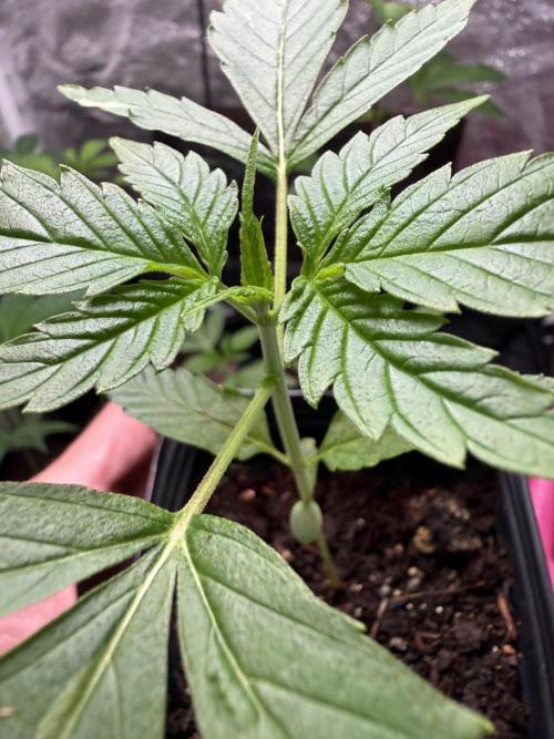 June Mix - 4 Strains. Week 2 - Original Cheese - Close Up