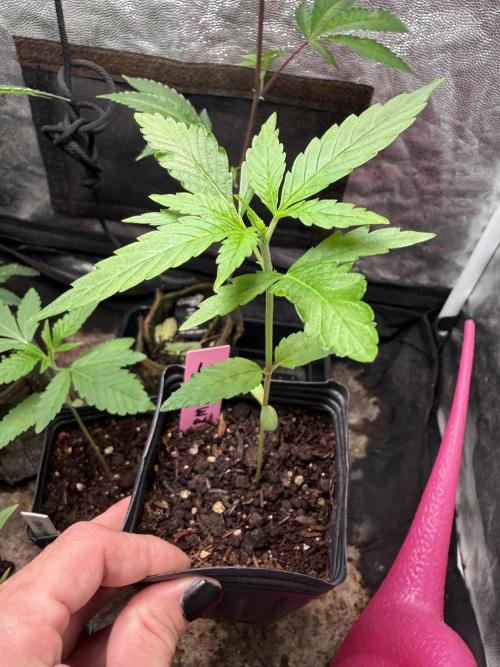 June Mix - 4 Strains. Week 2 - Permanent Marker
