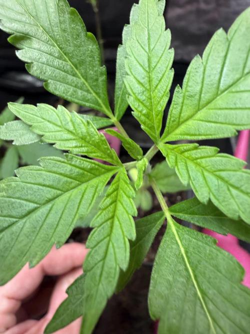 June Mix - 4 Strains. Week 2 - Permanent Marker - Close Up