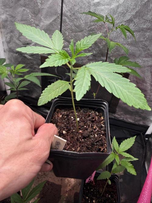 June Mix - 4 Strains. Week 2 - GSC 