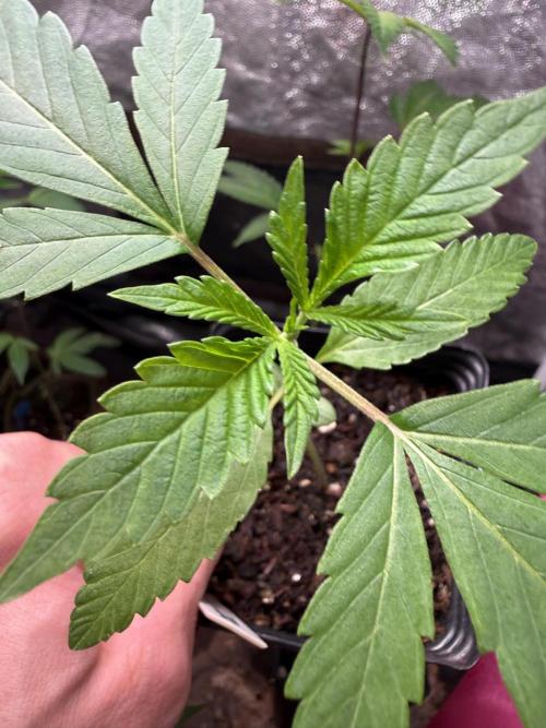 June Mix - 4 Strains. Week 2 - GSC - Close Up