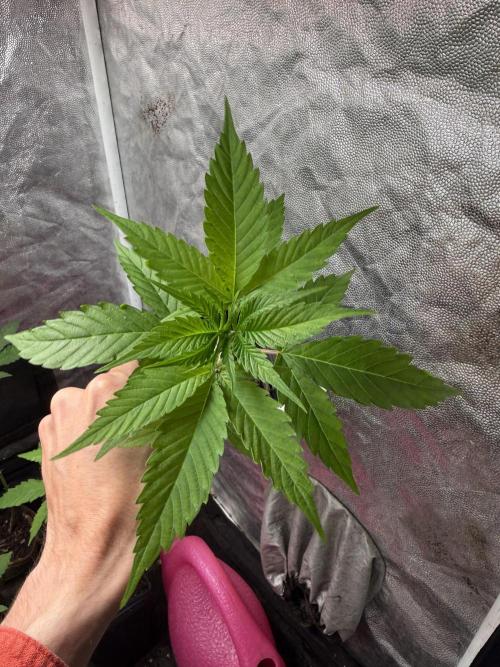 June Mix - 4 Strains. Week 3 - Original Cheese