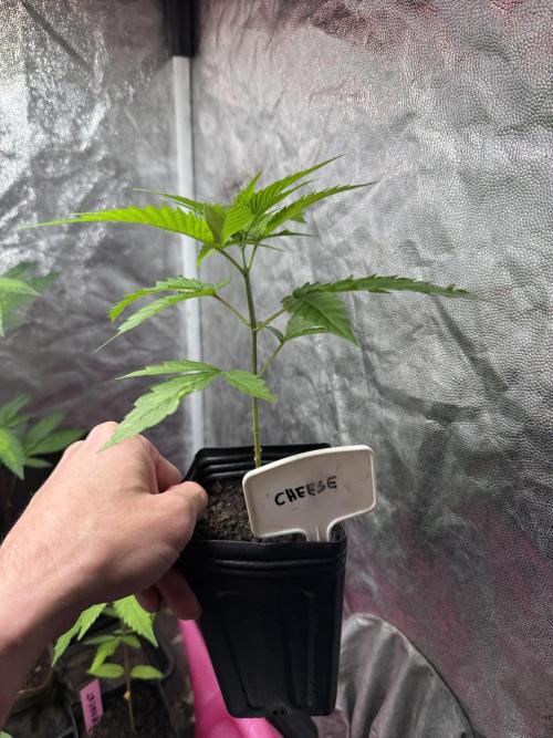 June Mix - 4 Strains. Week 3