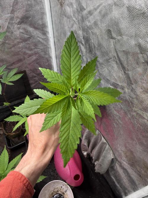 June Mix - 4 Strains. Week 3 - G.S.C.