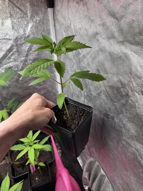 June Mix - 4 Strains. Week 3 - G.S.C.