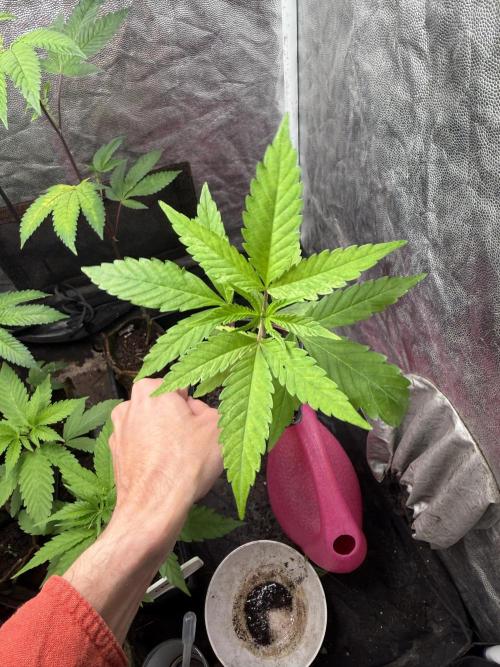 June Mix - 4 Strains. Week 3 - Permanent Marker