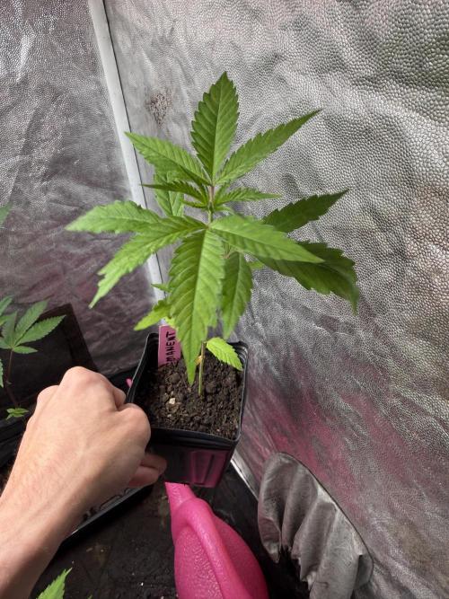 June Mix - 4 Strains. Week 3 - Permanent Marker