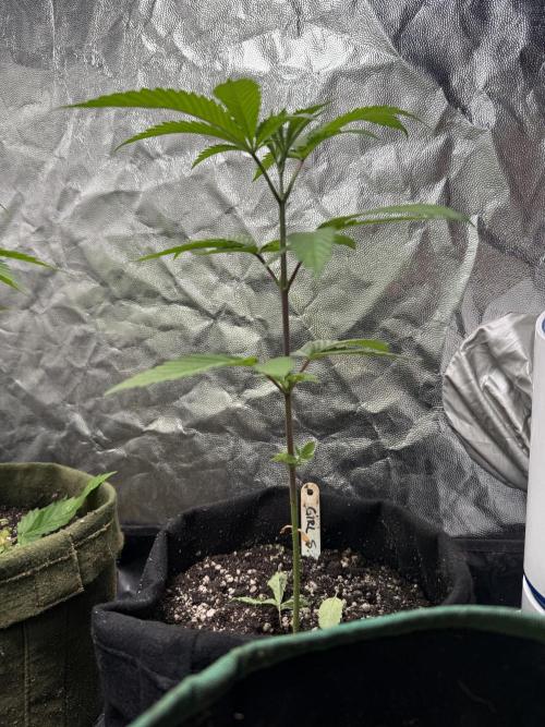June Mix - 4 Strains. Week 4 - GSC - Side