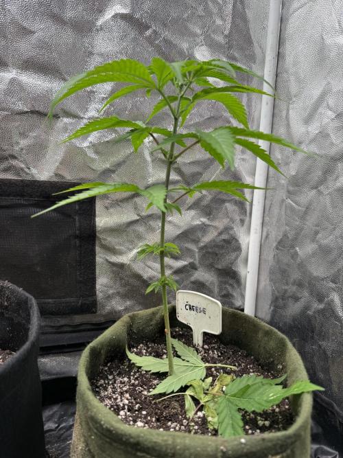 June Mix - 4 Strains. Week 4 - Cheese - Side