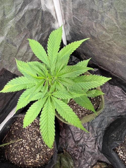 June Mix - 4 Strains. Week 4 - Cheese - Top