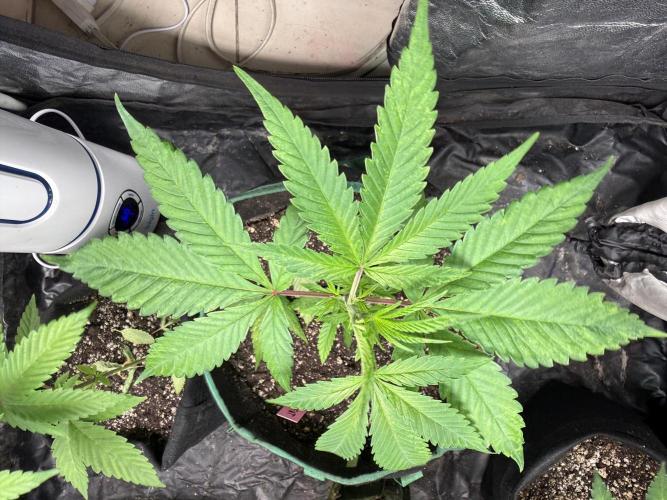 June Mix - 4 Strains. Week 4 - Permanent Marker - Top