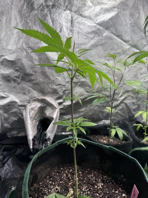 June Mix - 4 Strains. Week 4 - Permanent Marker - Side