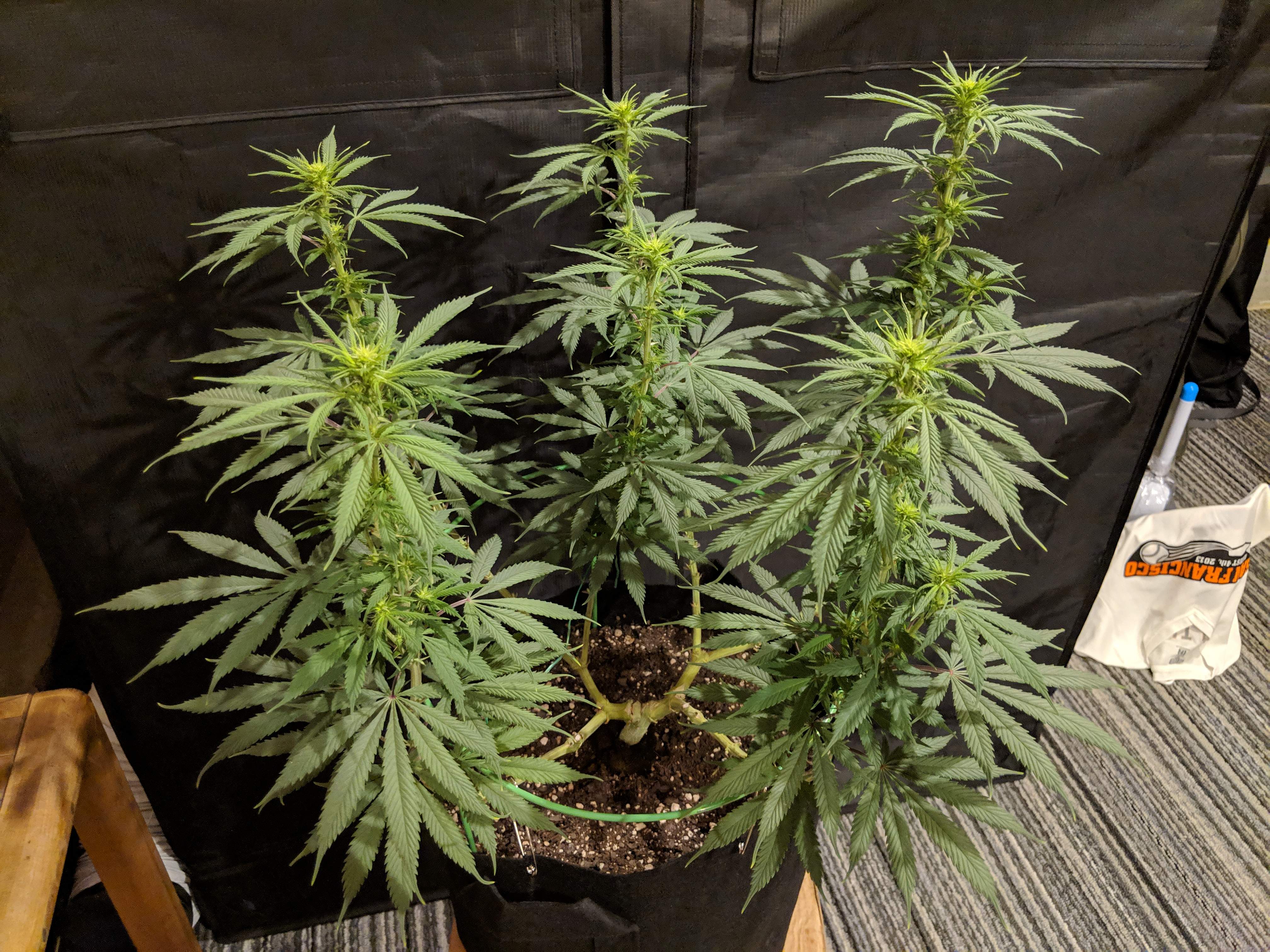 Growers Choice Seeds Blueberry Kush grow diary (journal) week13 by