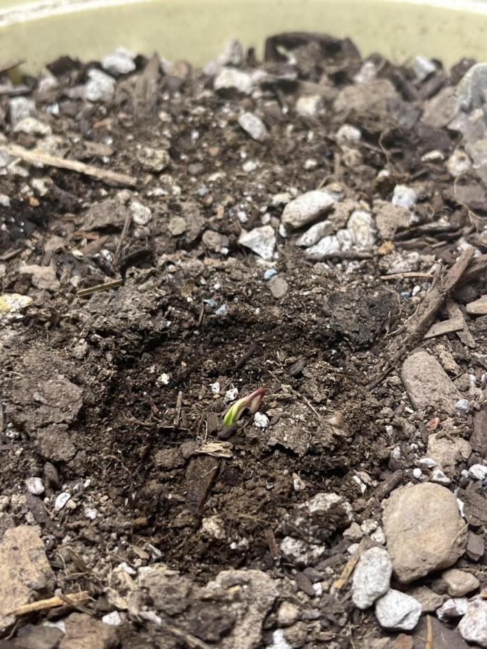 3# Glue gelato auto. Week 0