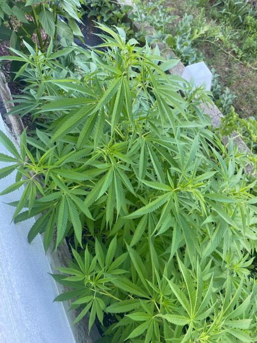 Experimento #2. Week 15