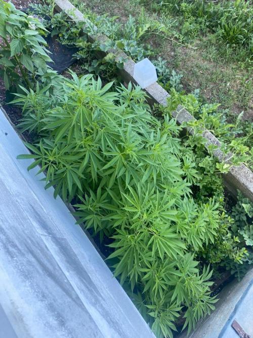 Experimento #2. Week 15