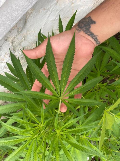 Experimento #2. Week 15