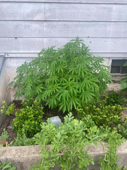 Experimento #2. Week 15