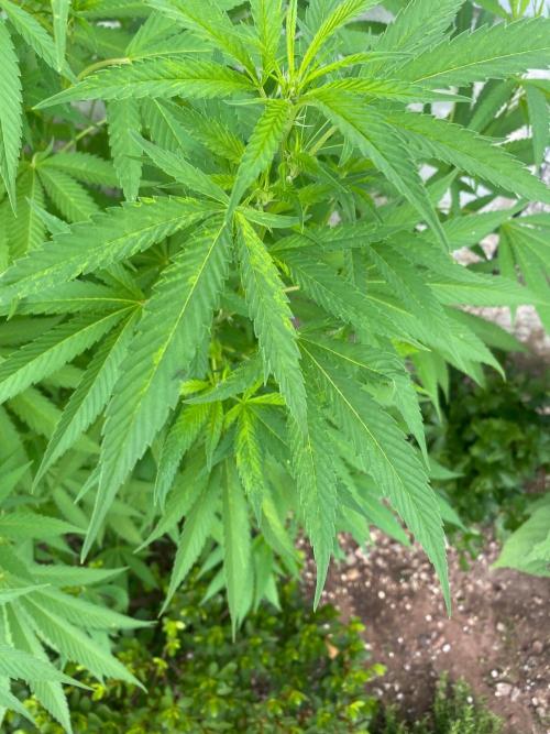 Experimento #2. Week 15