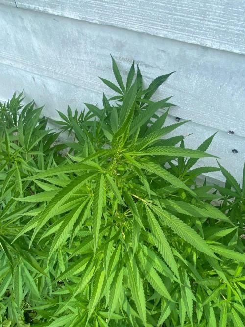 Experimento #2. Week 15
