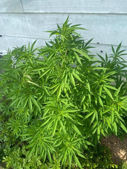 Experimento #2. Week 15