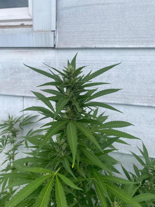 Experimento #2. Week 16