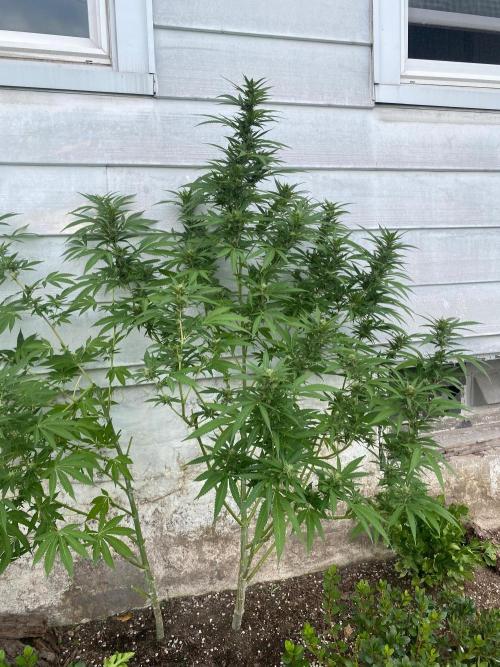 Experimento #2. Week 16