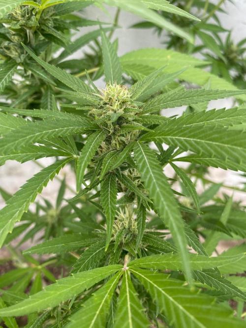 Experimento #2. Week 16