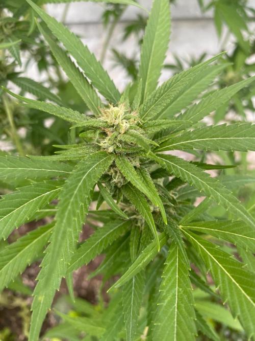 Experimento #2. Week 16