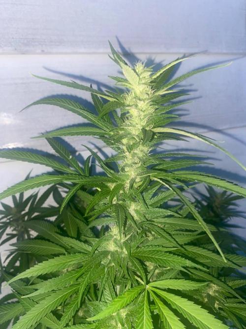 Experimento #2. Week 16
