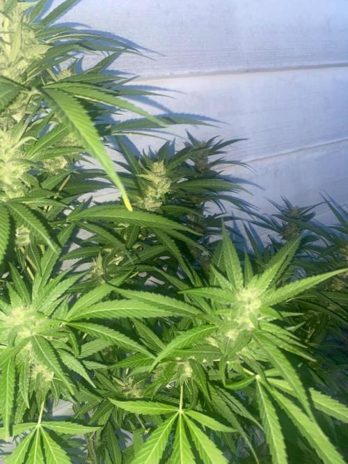 Experimento #2. Week 16