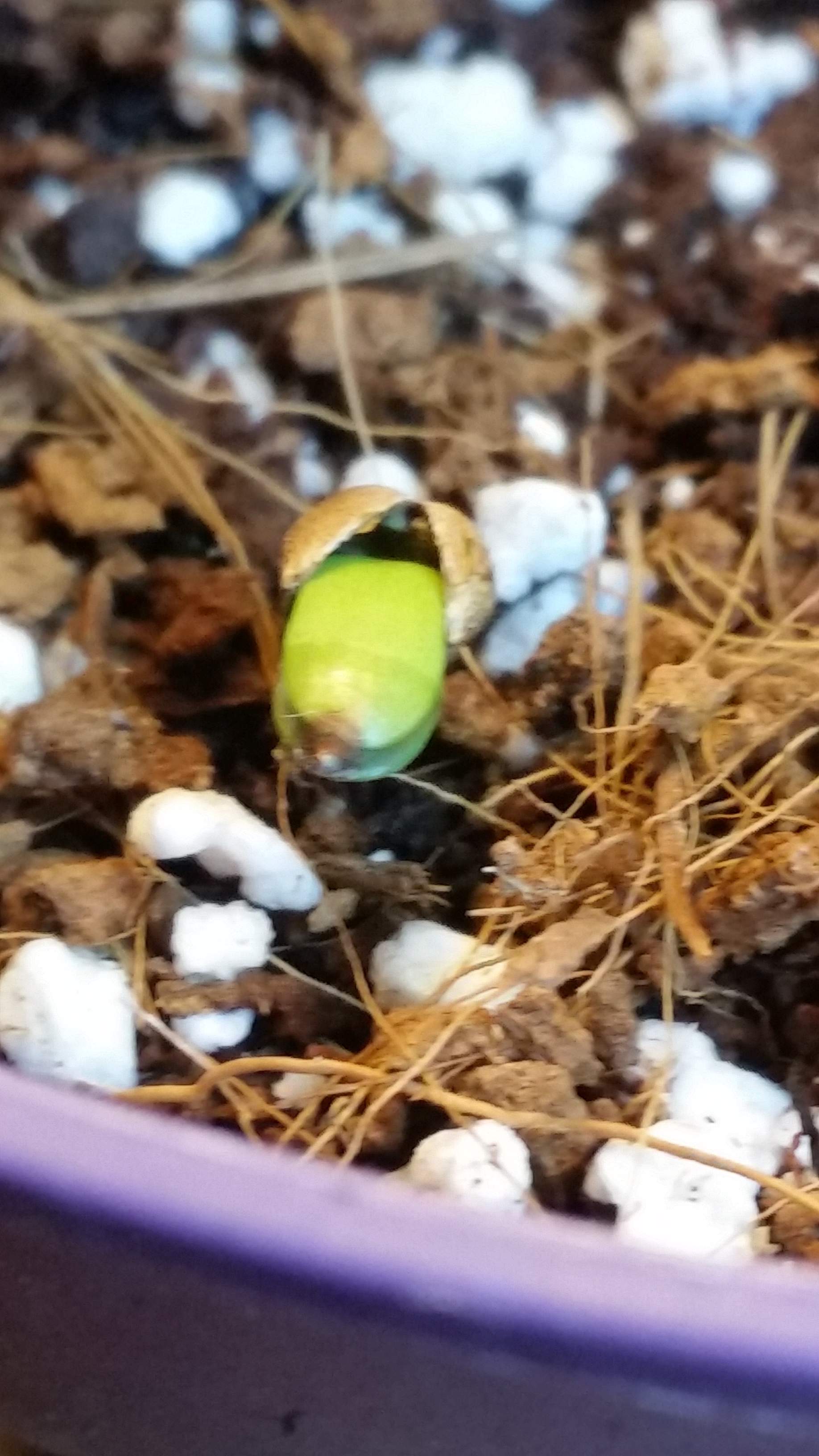 Auto blueberry 9 grow diary (journal) week1 by PottingShed GrowDiaries