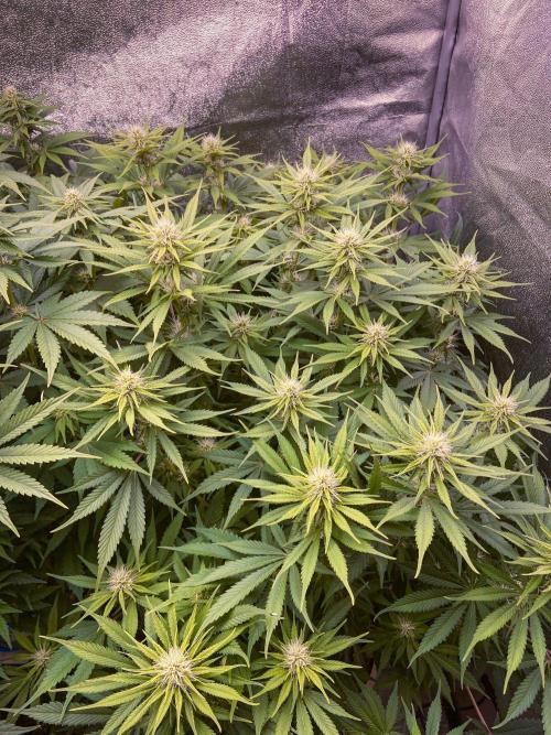 Bubble Gum 🍬 Sweet Green Evolution. Week 9