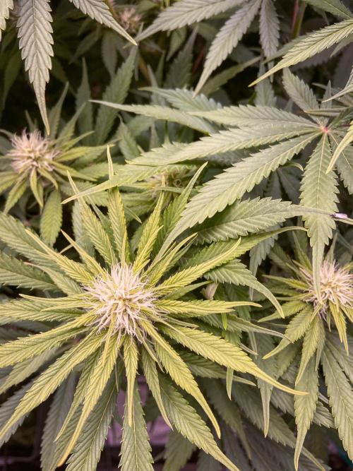 Bubble Gum 🍬 Sweet Green Evolution. Week 9