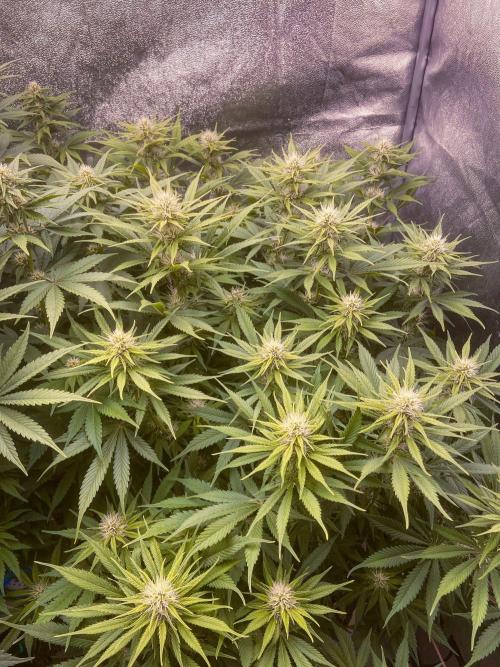 Bubble Gum 🍬 Sweet Green Evolution. Week 9